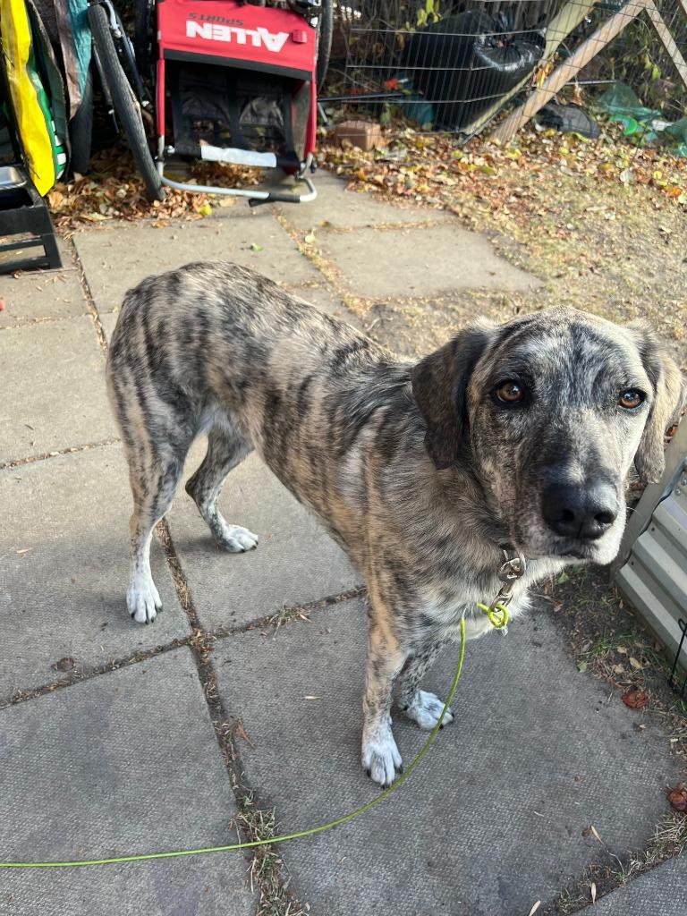 Enlarge Dolly Pawton (Diamond), a Adoptable mixed breed in Calgary, AB image 3/6