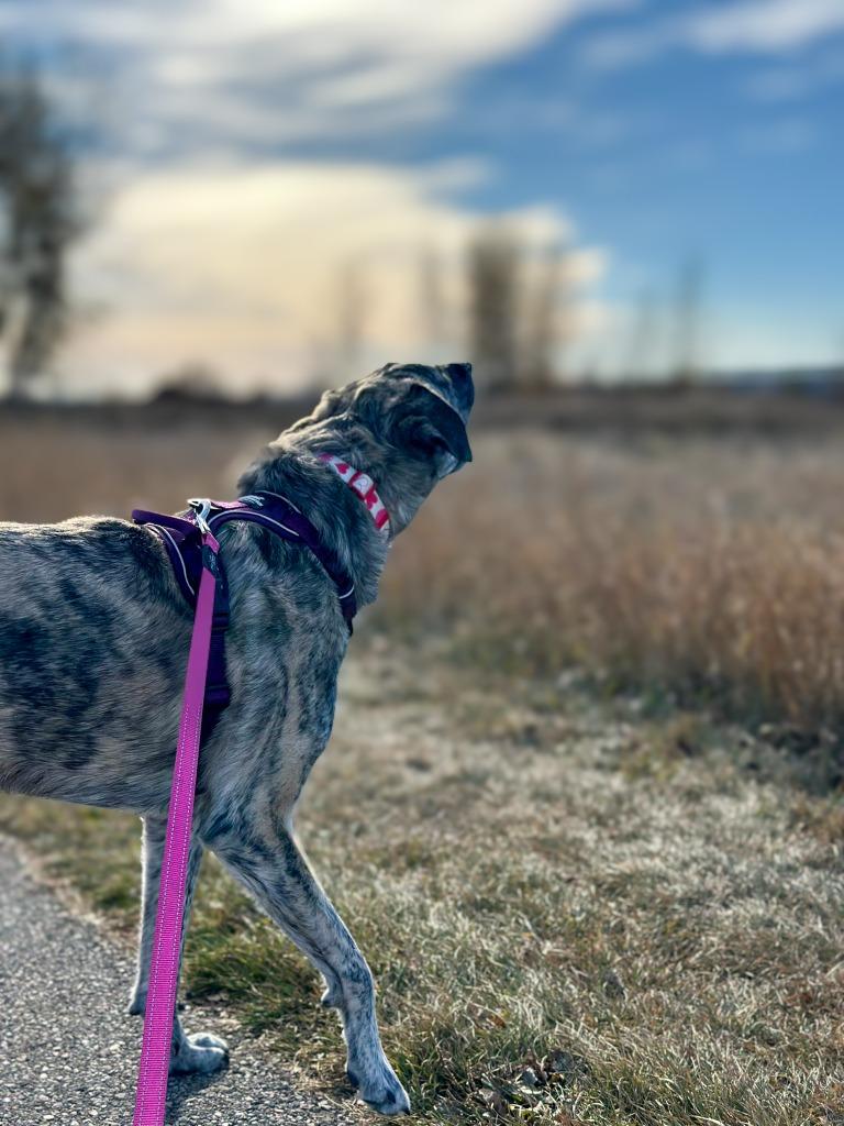 Enlarge Dolly Pawton (Diamond), a Adoptable mixed breed in Calgary, AB image 5/6