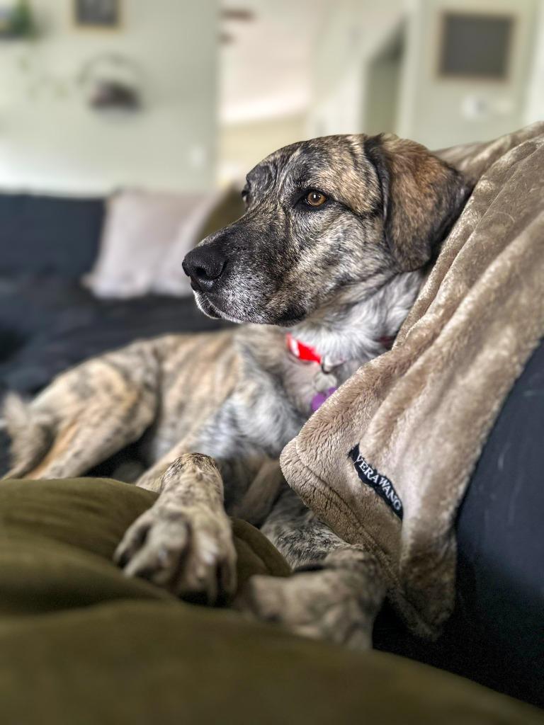 Enlarge Dolly Pawton (Diamond), a Adoptable mixed breed in Calgary, AB image 6/6