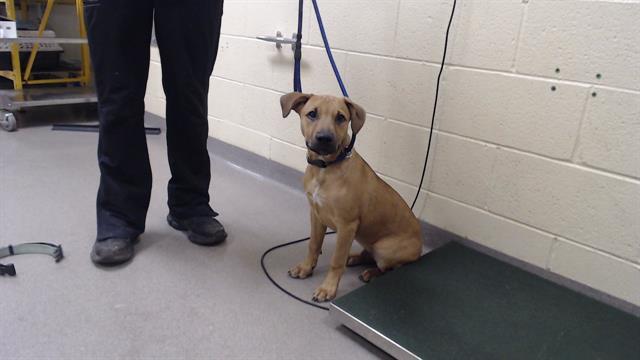 CHUBBS, Adoptable, Puppy Male German Shepherd Dog & Mixed Breed.