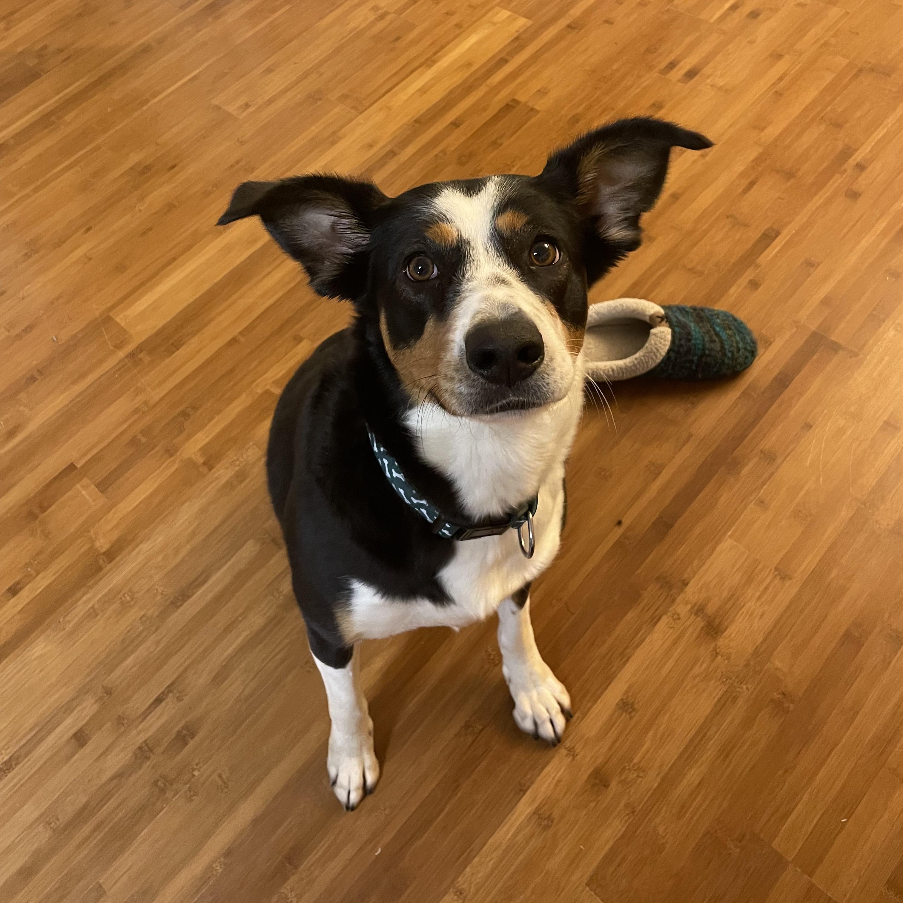 Kacey *Courtesy Post, Adoptable, Young Female Border Collie & Australian Cattle Dog / Blue Heeler.