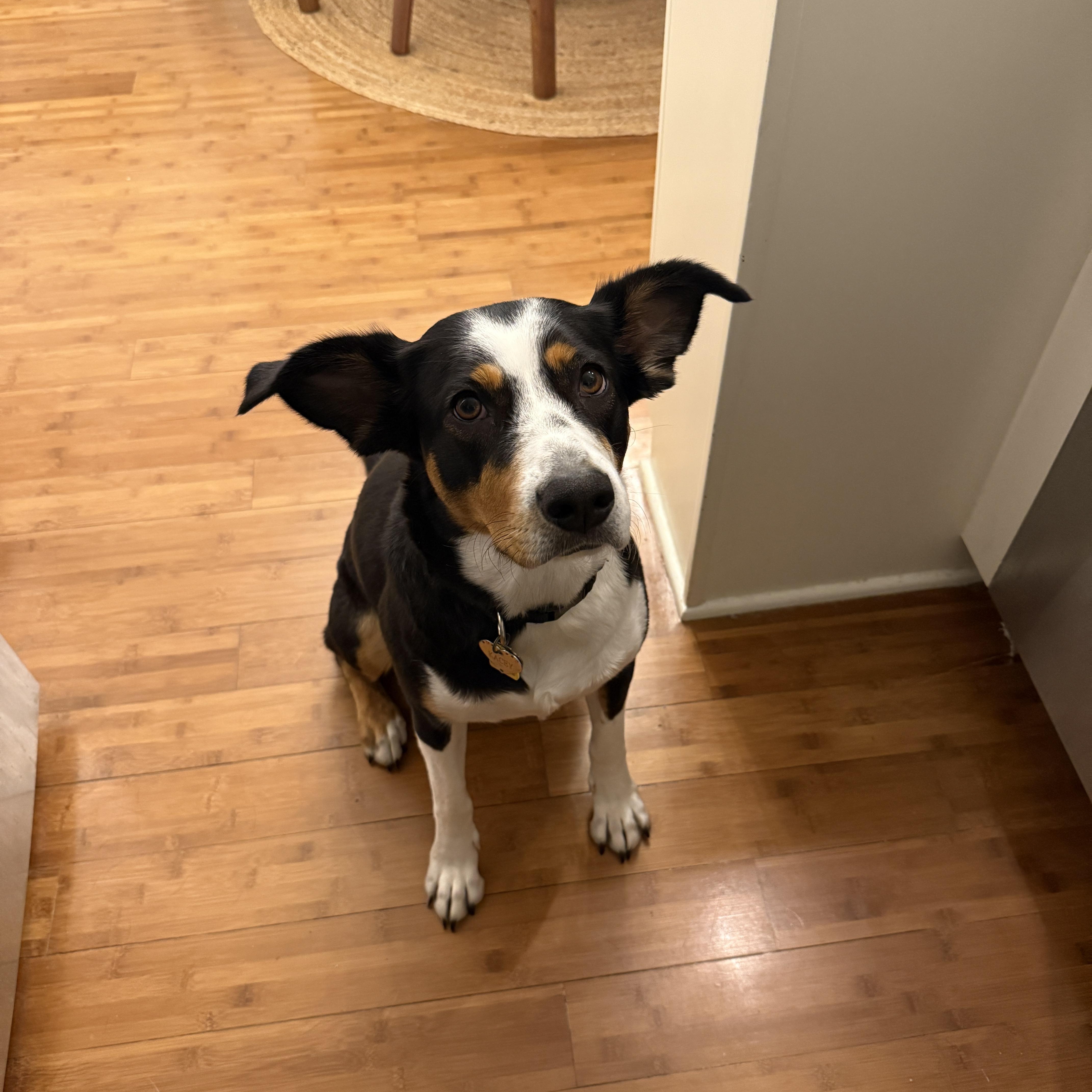 Kacey *Courtesy Post, a Adoptable mixed breed image 2/5