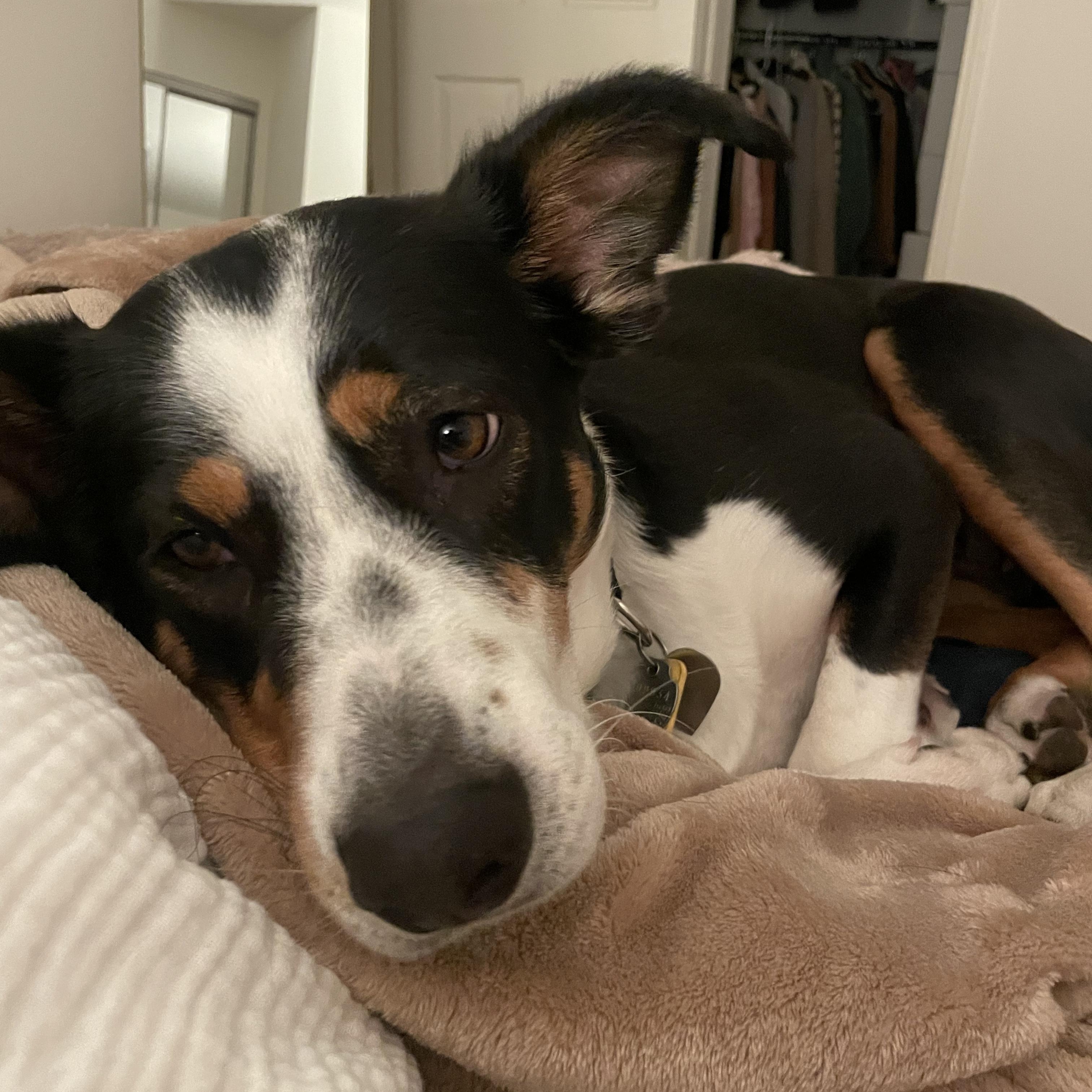 Kacey *Courtesy Post, a Adoptable mixed breed image 3/5