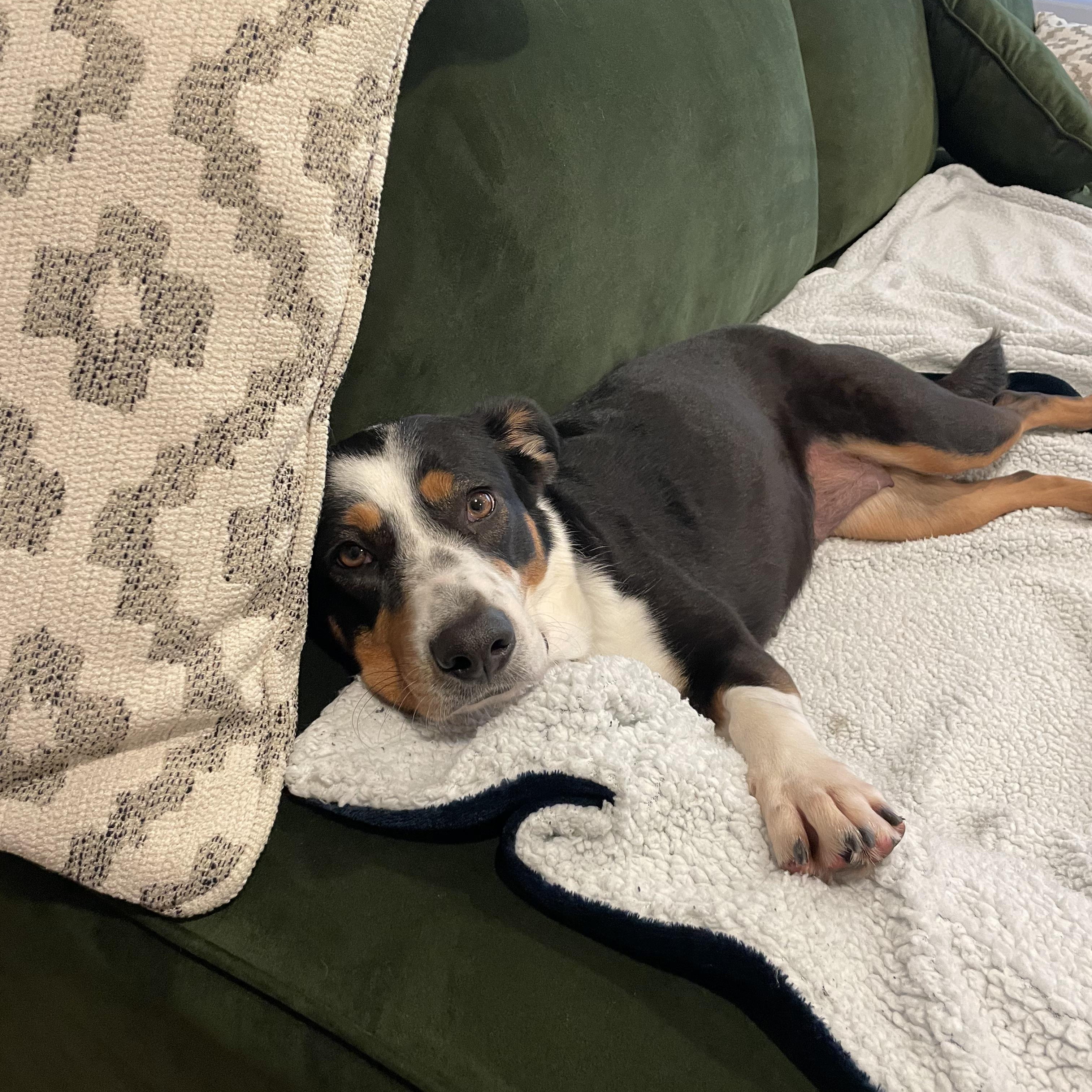 Kacey *Courtesy Post, a Adoptable mixed breed image 5/5