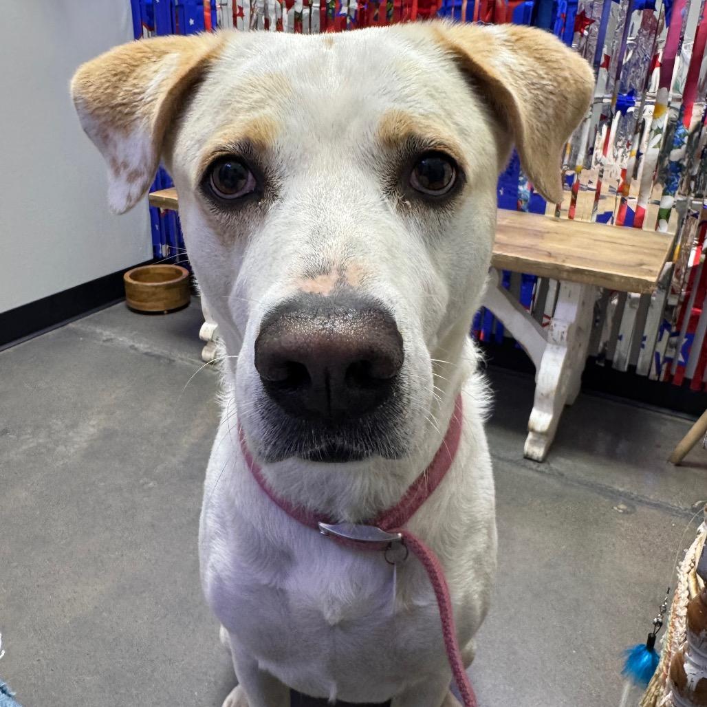 Honey, Adoptable, Adult Female Mixed Breed.