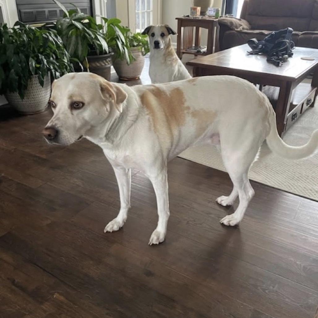 Enlarge Honey, a Adoptable Mixed Breed in Normal, IL image 2/6