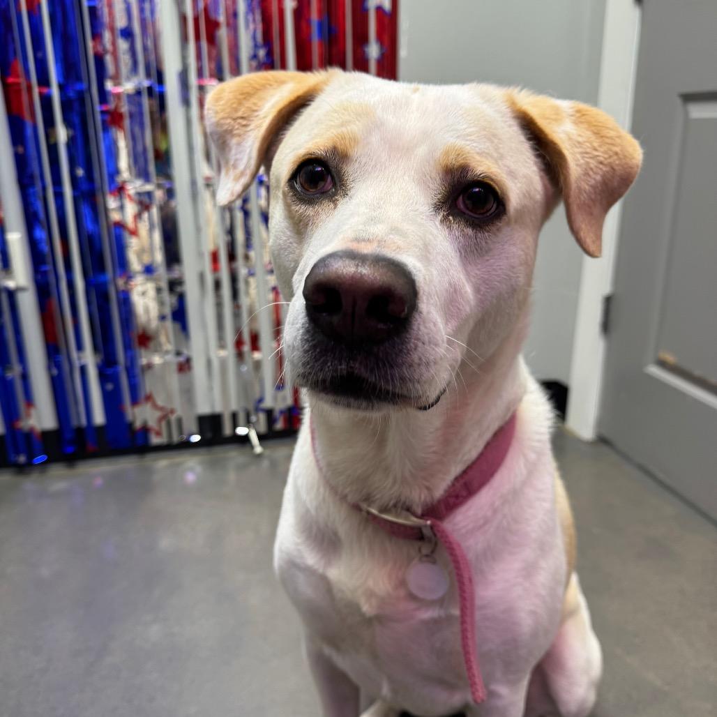 Enlarge Honey, a Adoptable Mixed Breed in Normal, IL image 3/6