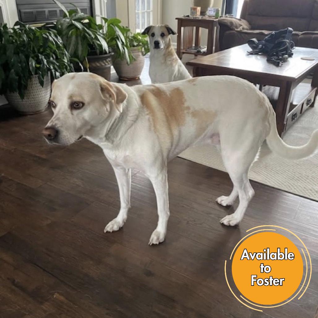 Enlarge Honey, a Adoptable Mixed Breed in Normal, IL image 4/6