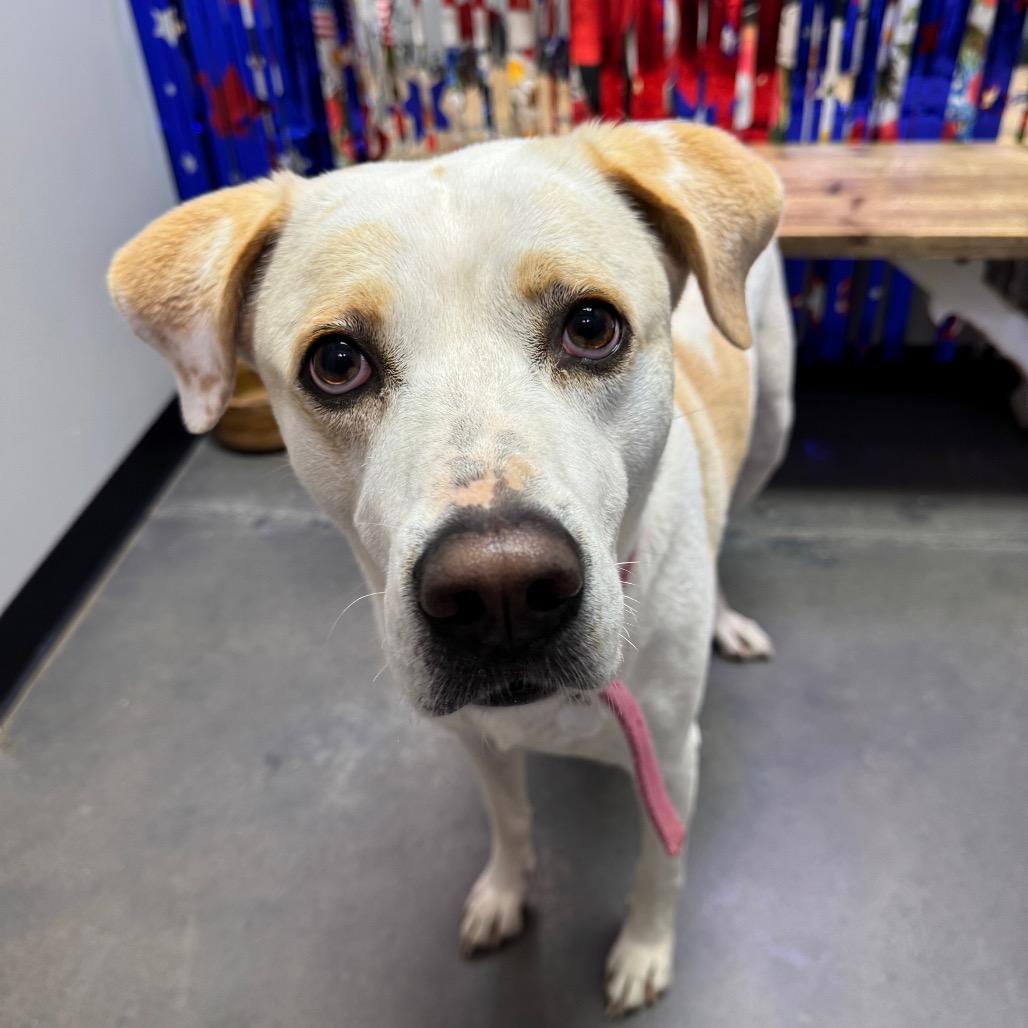 Enlarge Honey, a Adoptable Mixed Breed in Normal, IL image 5/6