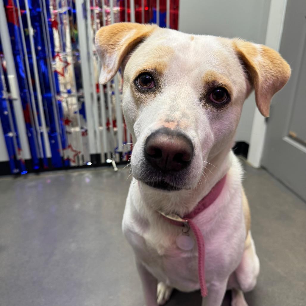 Enlarge Honey, a Adoptable Mixed Breed in Normal, IL image 6/6