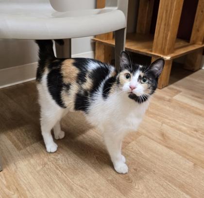 Enlarge April, a Adoptable mixed breed in Woodstock, IL image 3/6