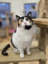 April, Adoptable, Adult Female Domestic Short Hair.