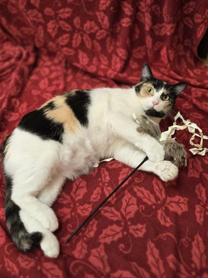 Enlarge April, a Adoptable mixed breed in Woodstock, IL image 3/3