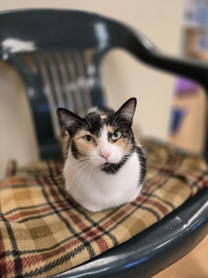 Enlarge April, a Adoptable mixed breed in Woodstock, IL image 2/6