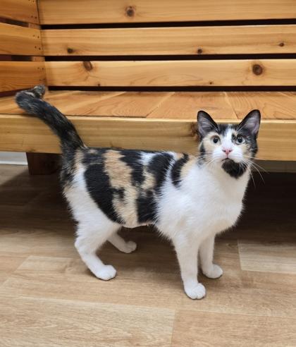 Enlarge April, a Adoptable mixed breed in Woodstock, IL image 4/6