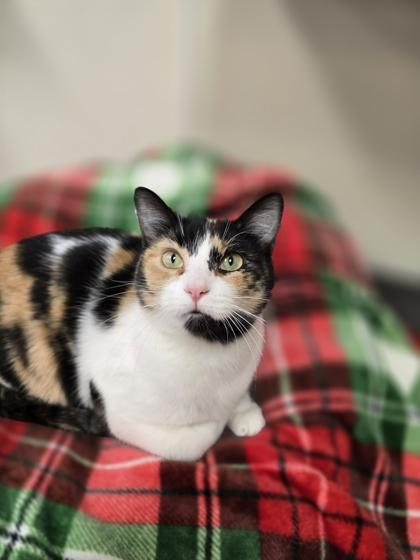 Enlarge April, a Adoptable mixed breed in Woodstock, IL image 1/3