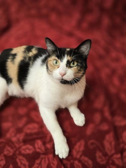 Enlarge April, a Adoptable mixed breed in Woodstock, IL image 2/3