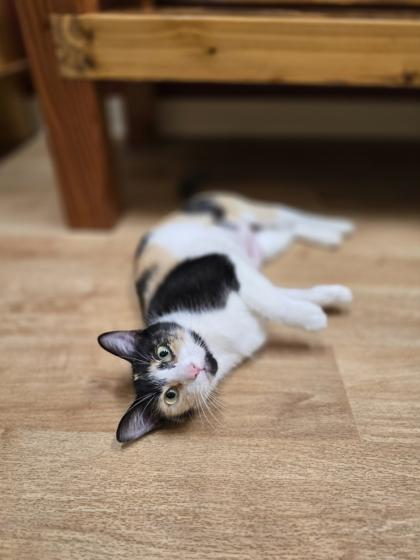 Enlarge April, a Adoptable mixed breed in Woodstock, IL image 5/6