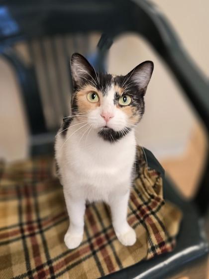 Enlarge April, a Adoptable mixed breed in Woodstock, IL image 1/6