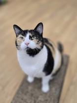 Enlarge April, a Adoptable mixed breed in Woodstock, IL image 2/4