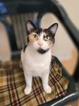 Enlarge April, a Adoptable mixed breed in Woodstock, IL image 4/4