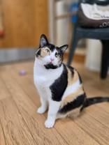 Enlarge April, a Adoptable mixed breed in Woodstock, IL image 3/4