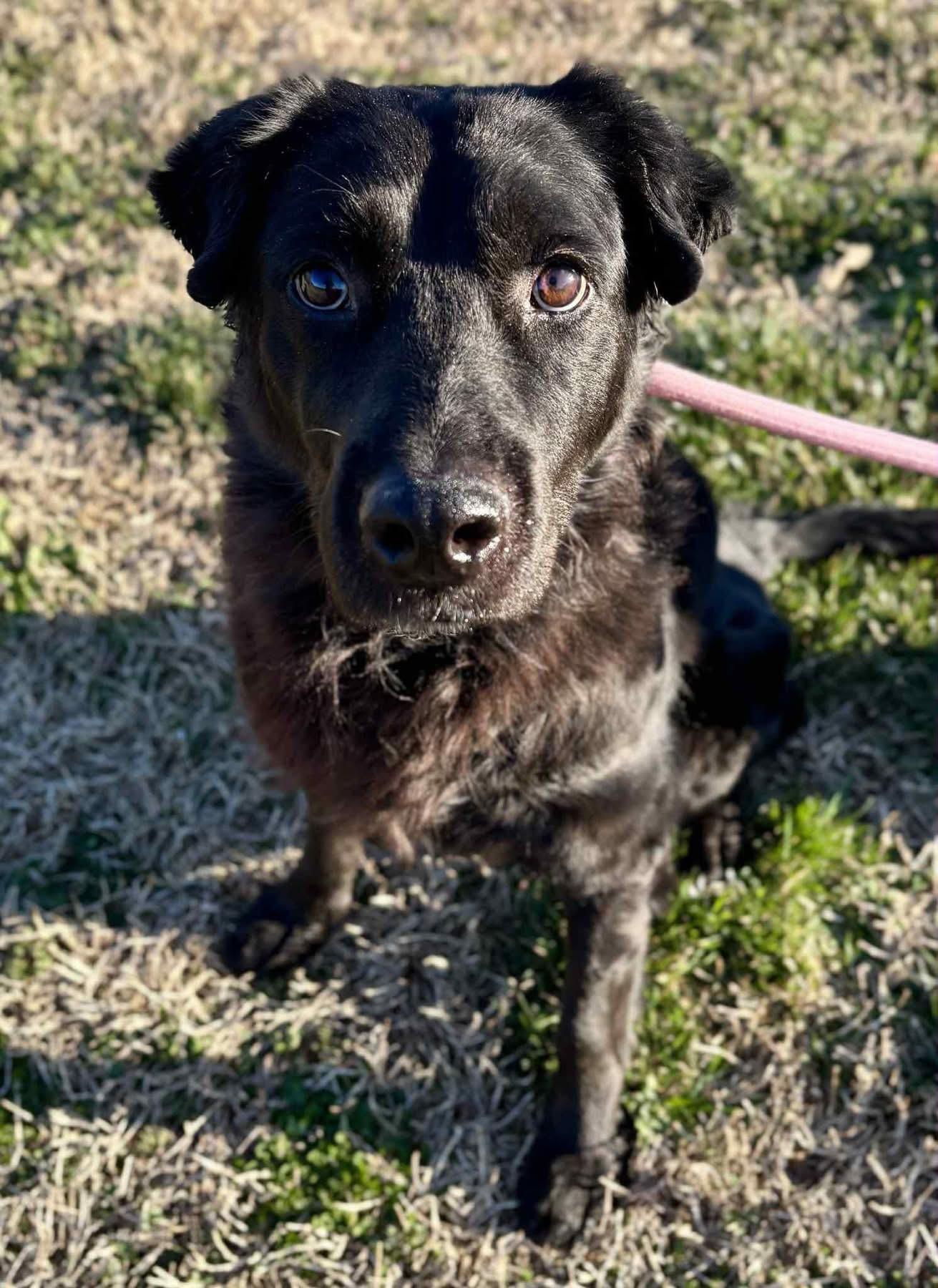 Enlarge Sheba, an adopted mixed breed in Wappingers Falls, NY image 2/3