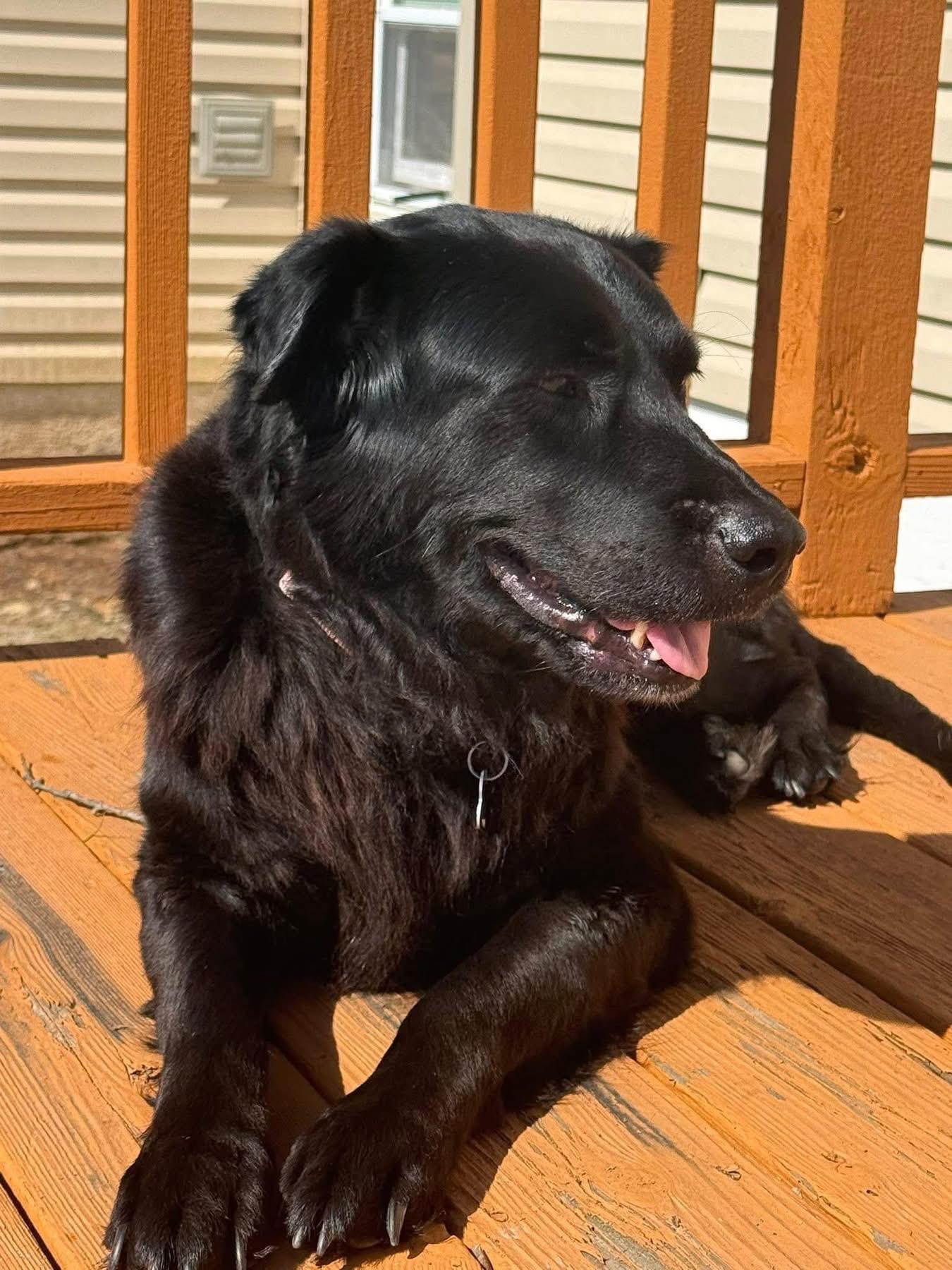 Sheba, adoptable, Senior Female Retriever.