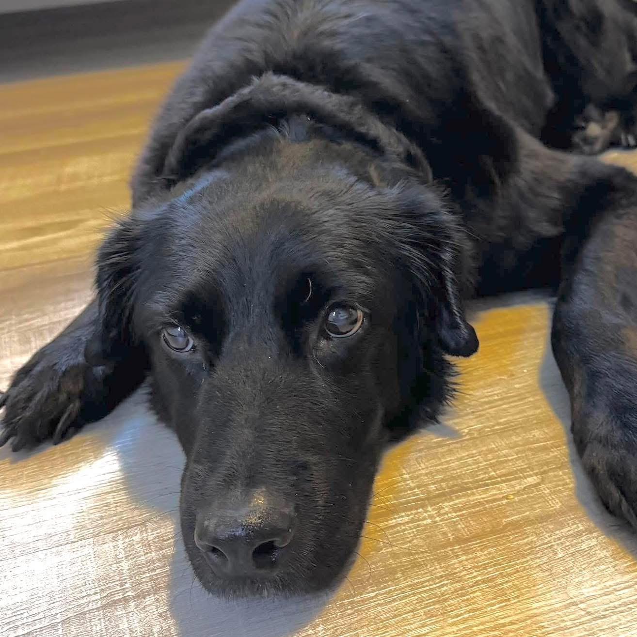 Sheba, adopted, Senior Female Retriever.