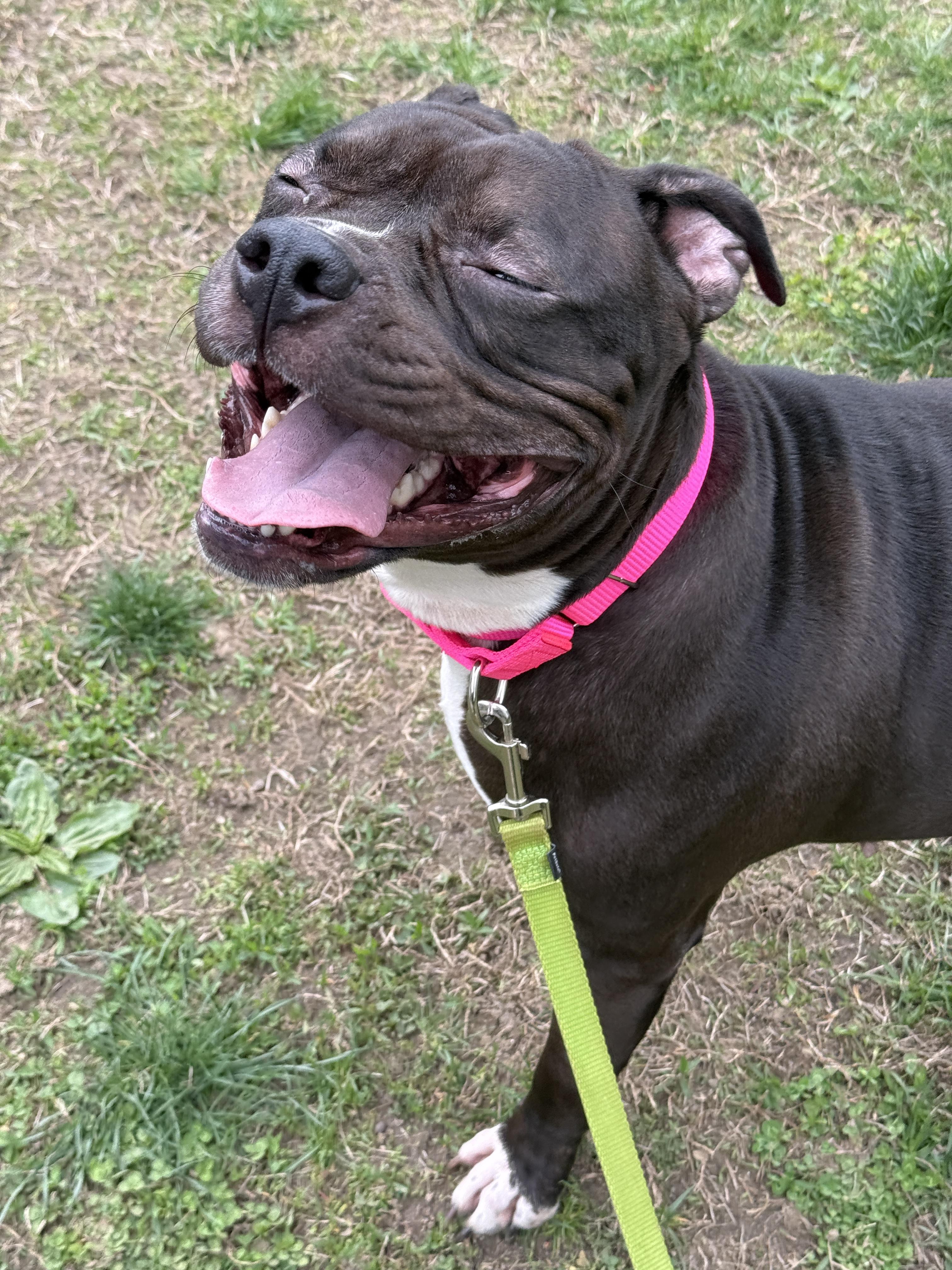 June, Adoptable, Adult Female American Staffordshire Terrier & Boxer.