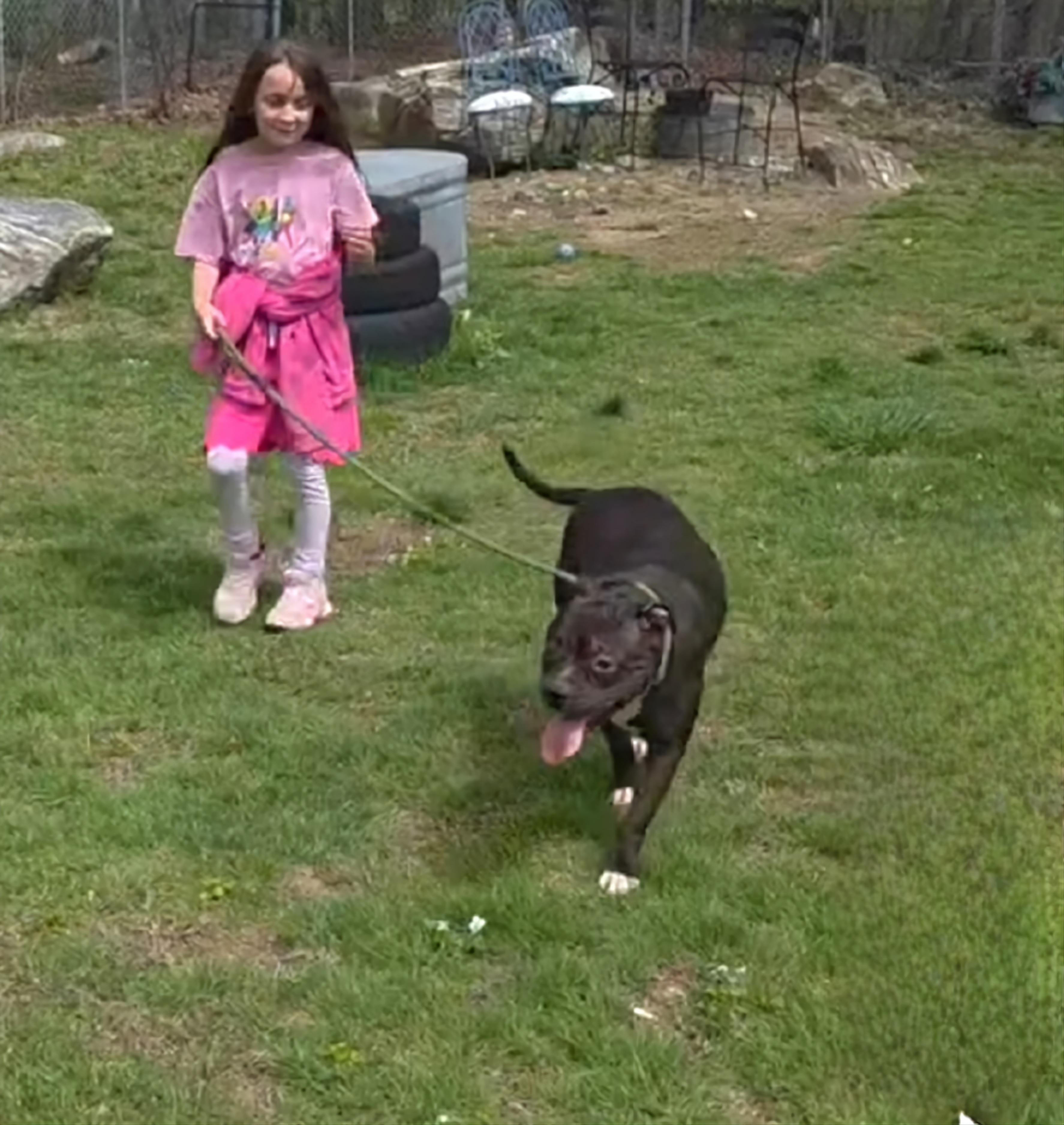 June, a Adoptable mixed breed in Terryville, CT image 2/6