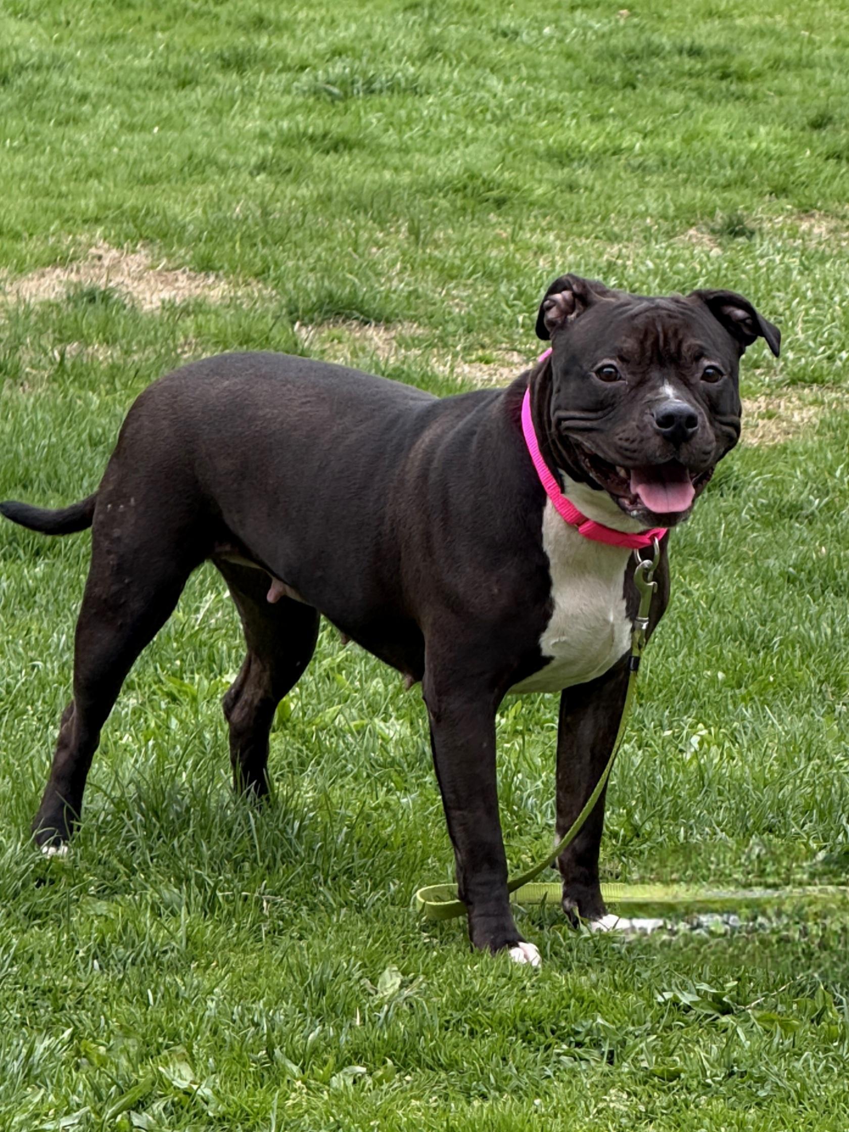 June, a Adoptable mixed breed in Terryville, CT image 3/6