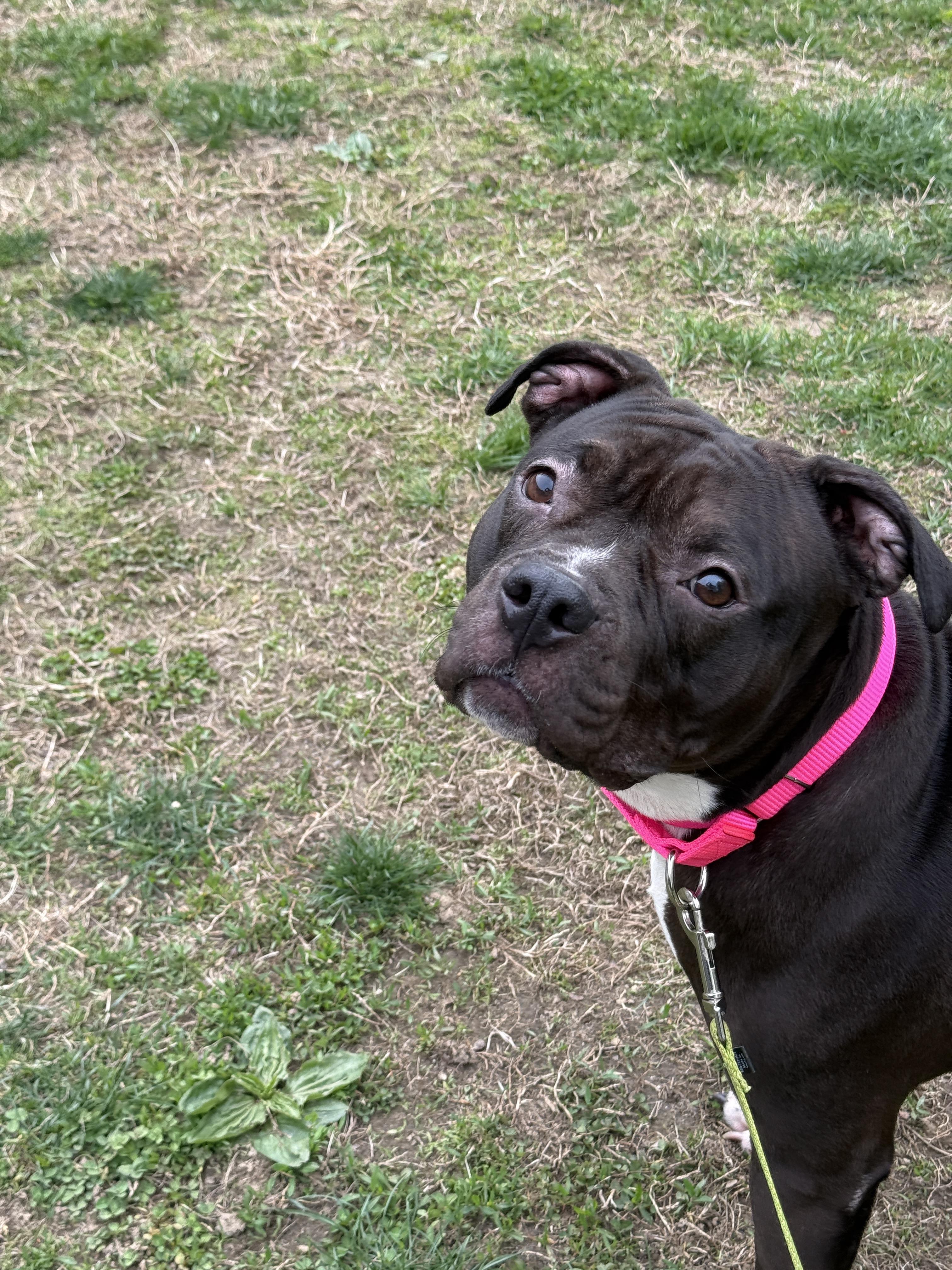 June, a Adoptable mixed breed in Terryville, CT image 4/6