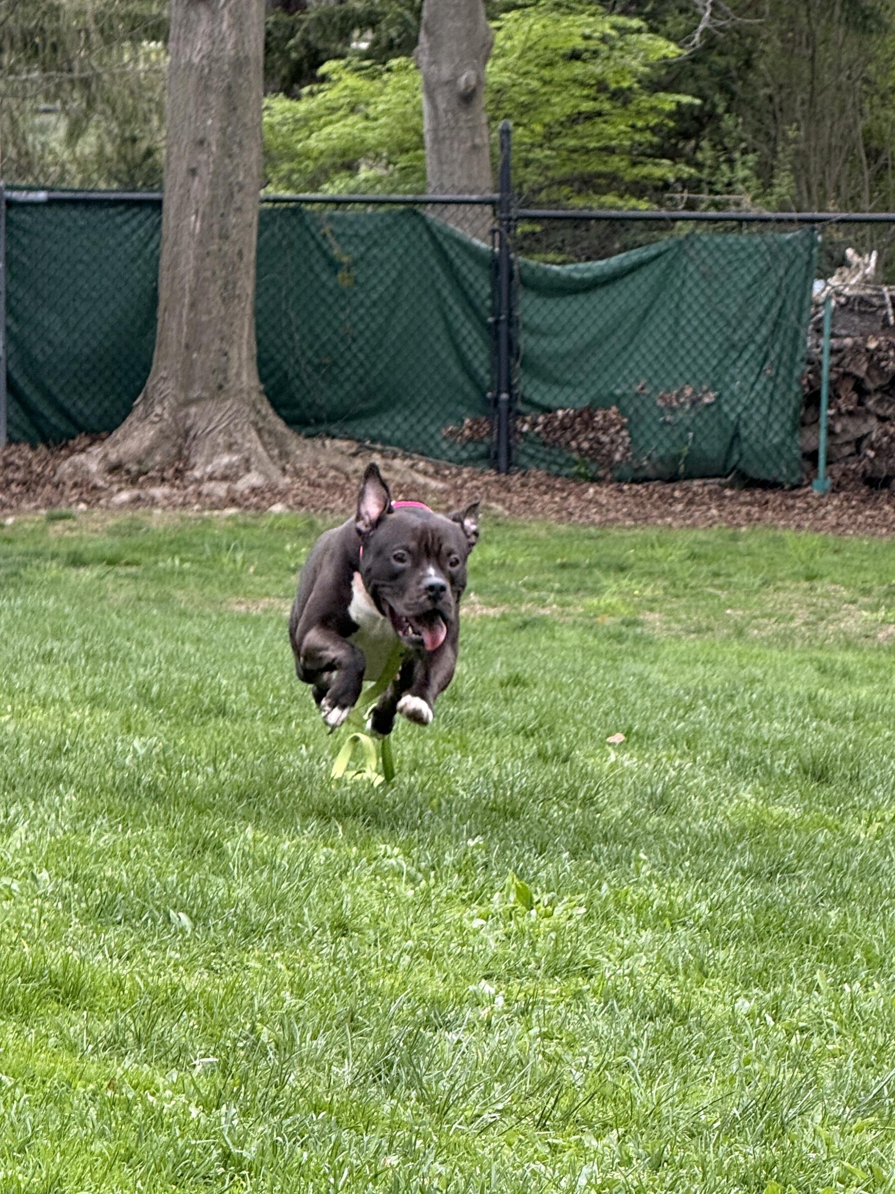 June, a Adoptable mixed breed in Terryville, CT image 5/6