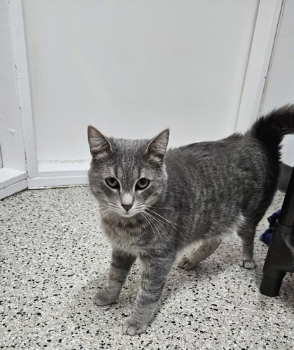 Toby, Adoptable, Adult Male Domestic Short Hair & Domestic Short Hair.