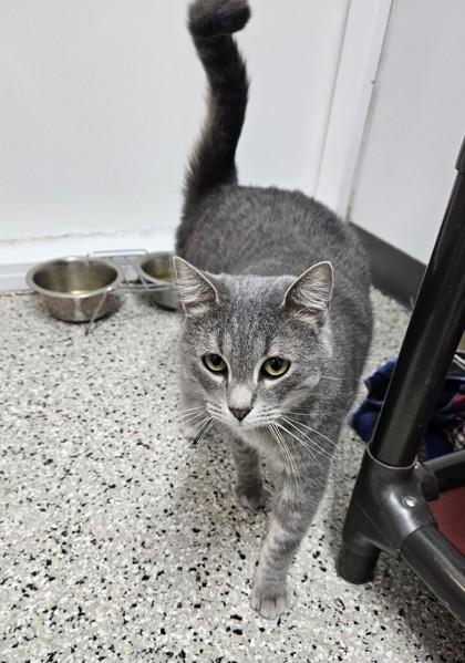 Enlarge Toby, a Adoptable Domestic Short Hair in Freeport, IL image 2/2