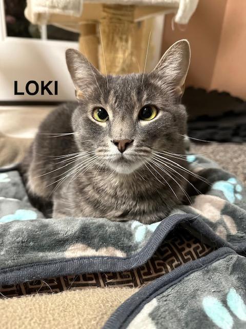 Loki, Adoptable, Adult Male Domestic Short Hair.