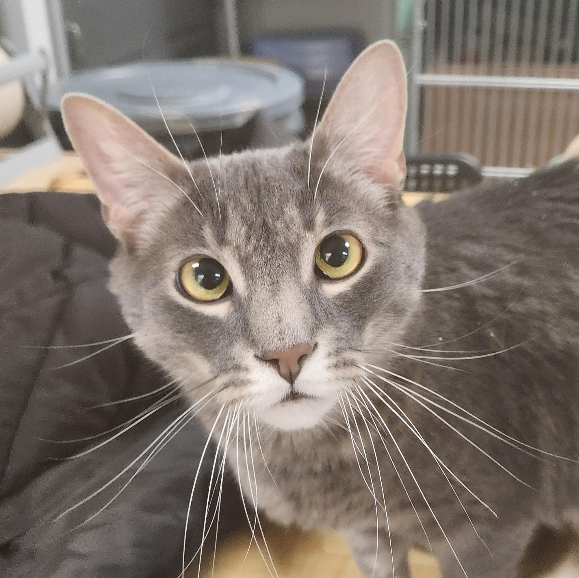 Loki, ADOPTABLE, Adult Male Domestic Short Hair.