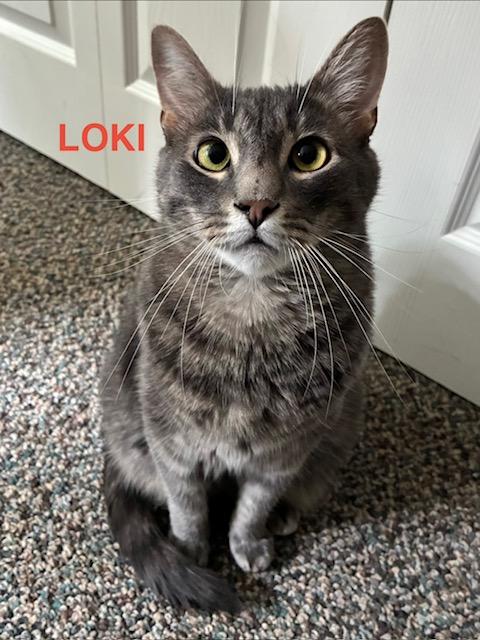 Enlarge Loki, a Adoptable Domestic Short Hair in Pompton Lakes, NJ image 1/1