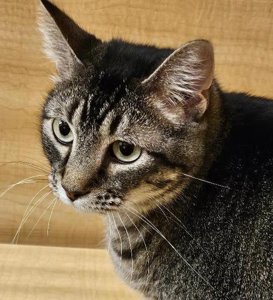 Dicey, Adoptable, Adult Female Tabby.
