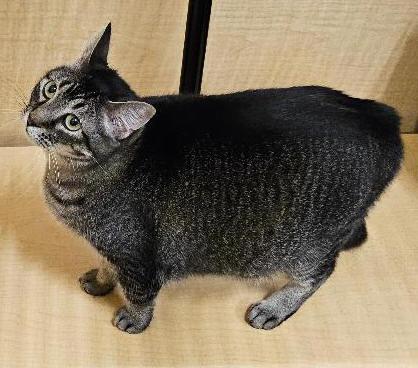 Enlarge Dicey, a Adoptable Tabby in Tulsa, OK image 3/3