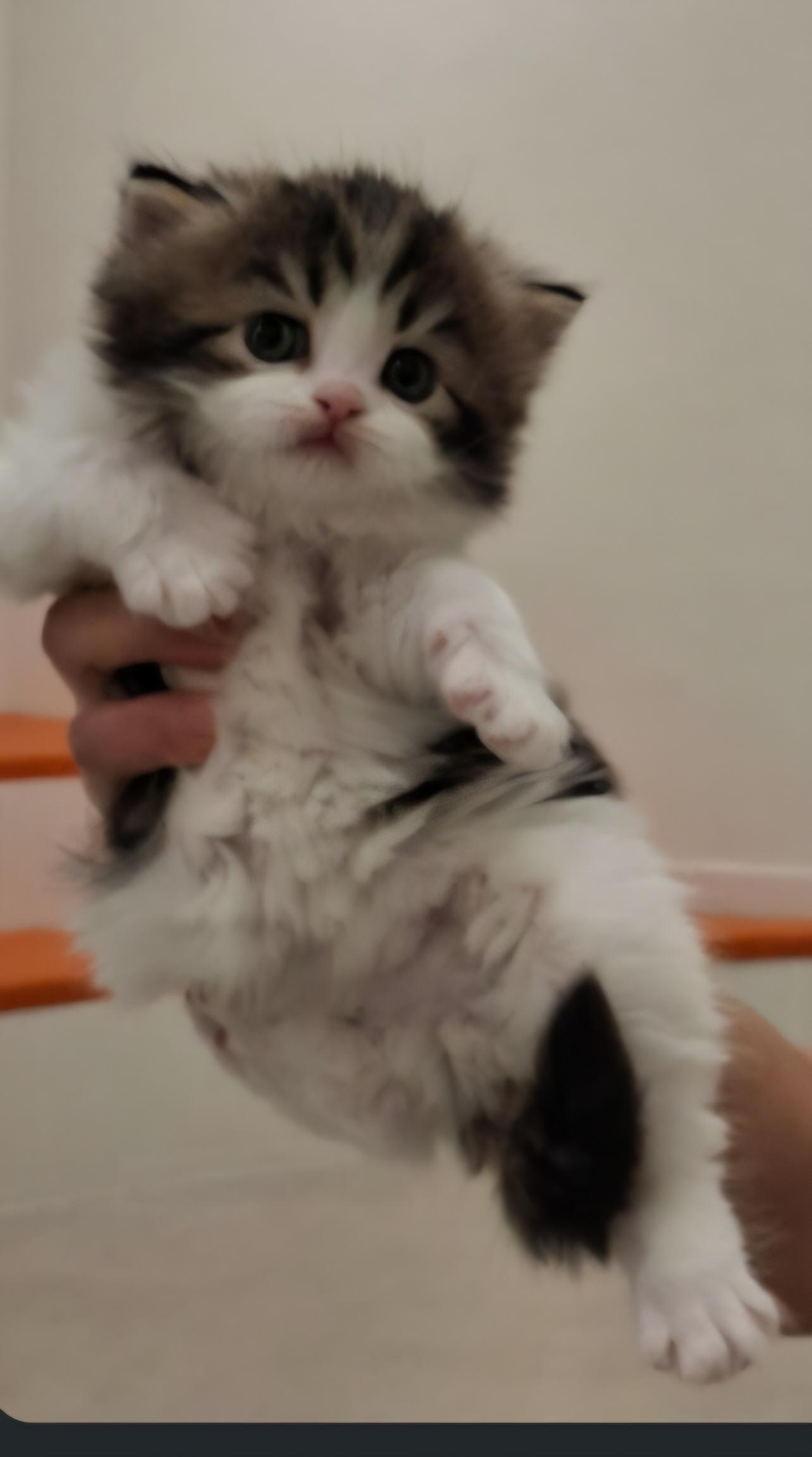 Enlarge Coco Channel, a Adopted Persian in Snow Hill, MD image 3/4