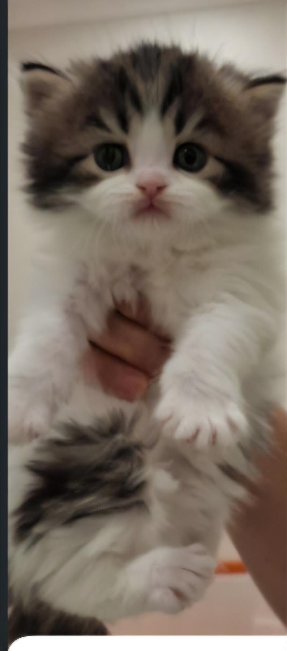 Enlarge Coco Channel, a Adopted Persian in Snow Hill, MD image 4/4