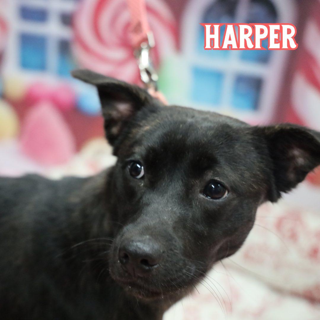 Harper