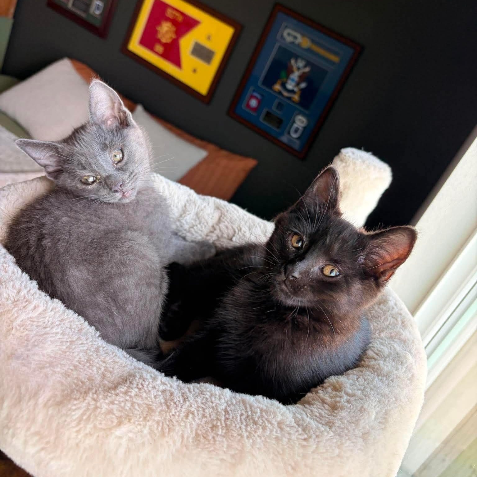 Christian Grey, a ADOPTABLE mixed breed in Valley Center, KS image 2/6