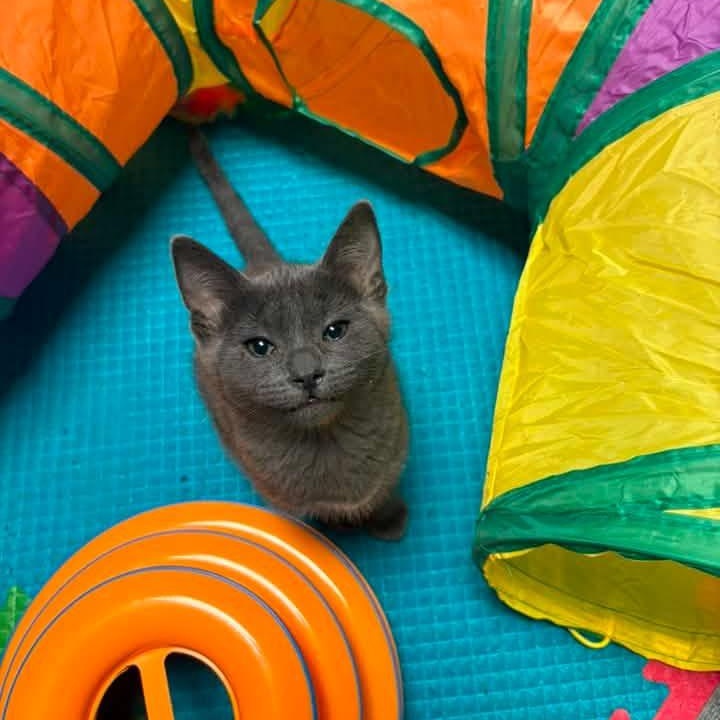 Christian Grey, a ADOPTABLE mixed breed in Valley Center, KS image 1/6