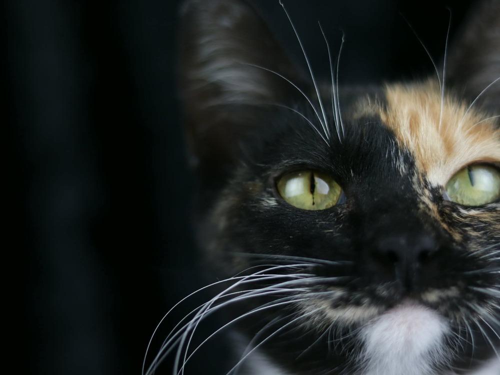 Simone, Adoptable, Young Female Domestic Short Hair.