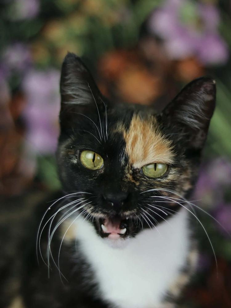 Enlarge Simone, a Adoptable Domestic Short Hair in Lewisburg, TN image 2/4