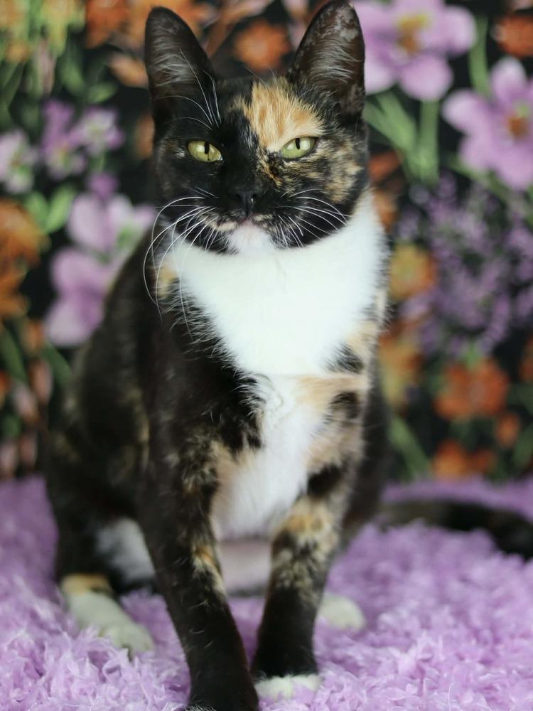Enlarge Simone, a Adoptable Domestic Short Hair in Lewisburg, TN image 3/4