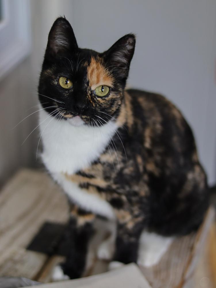 Enlarge Simone, a Adoptable Domestic Short Hair in Lewisburg, TN image 4/5